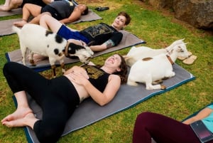 Maui Goat Yoga med dvärggetter