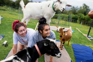Maui Goat Yoga mit Zwergziegen