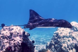 Maui: Guidet snorkeltur for begyndere med flydevåddragt