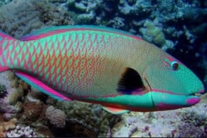 Maui: Guidet snorkeltur for begyndere med flydevåddragt