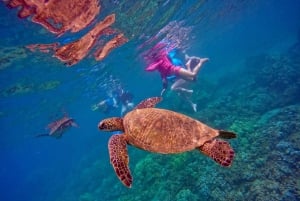 Maui: Guidet snorkeltur for begyndere med flydevåddragt