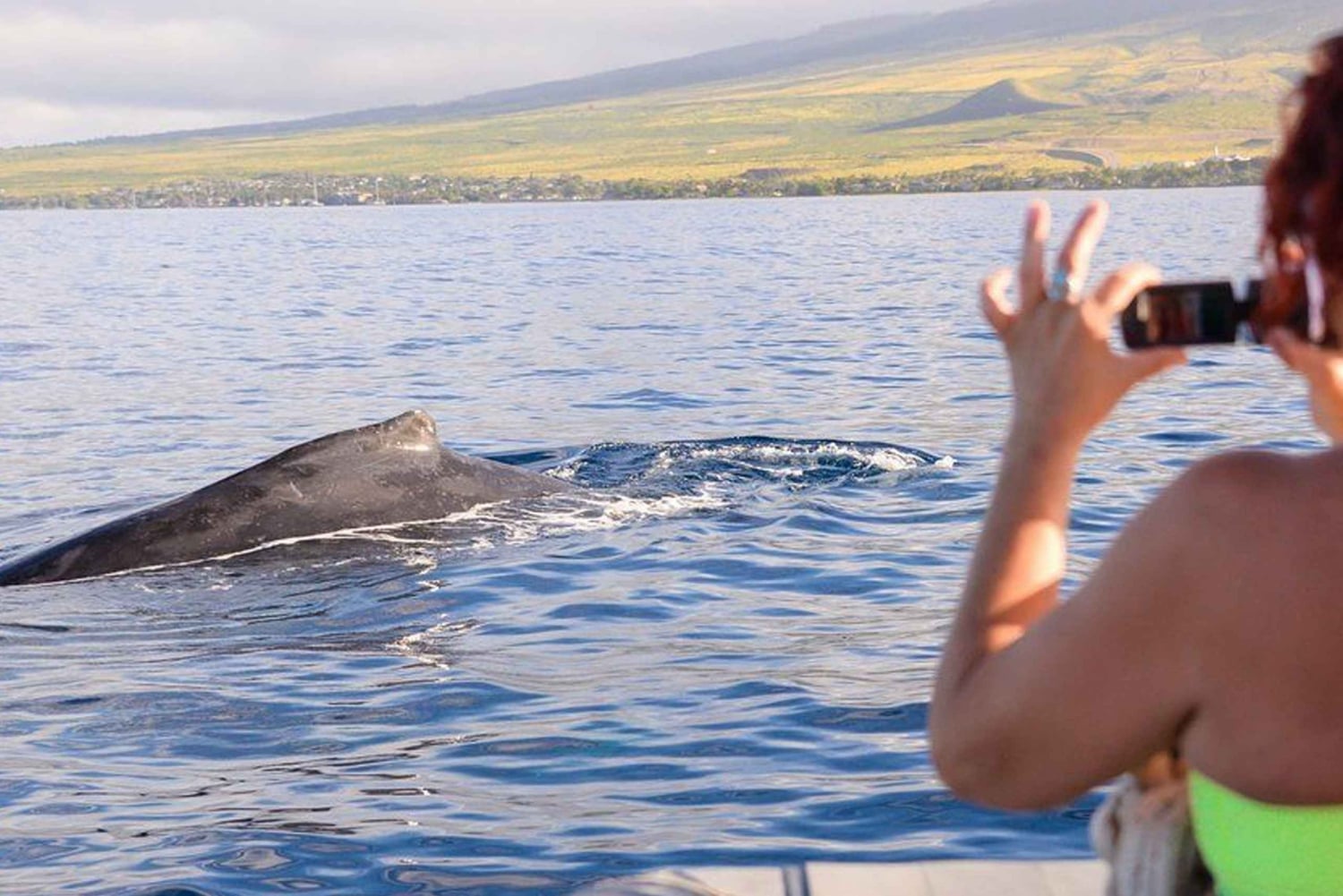 Maui: Guidet hvalsafari på øko-flåde