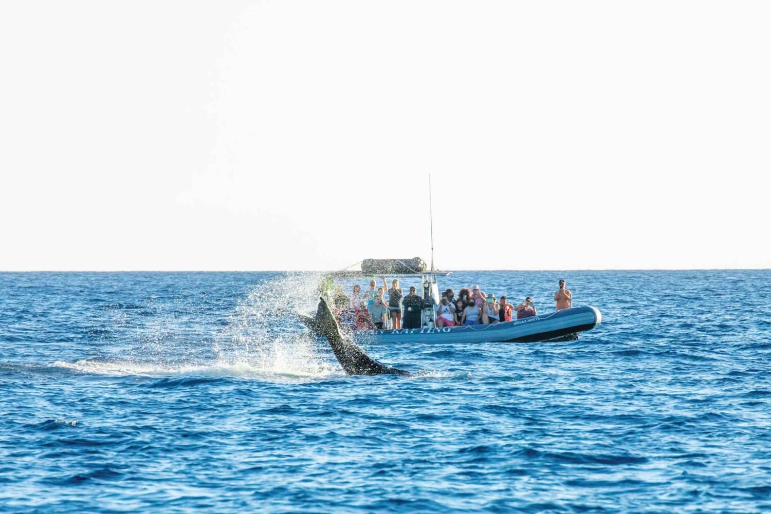 Maui: Guidet hvalsafari på øko-flåde