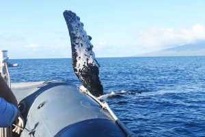 Maui: Tour guidato per l'osservazione delle balene su eco-zattera