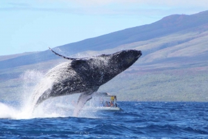 Maui: Excursión guiada de avistamiento de ballenas en balsa ecológica