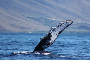 Maui: Excursión guiada de avistamiento de ballenas en balsa ecológica