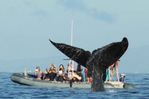 Maui: Tour guidato per l'osservazione delle balene su eco-zattera