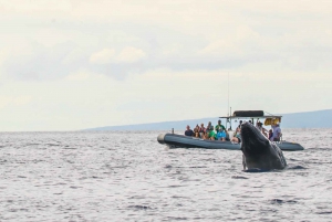 Maui: Guidad valskådningstur på Eco Raft