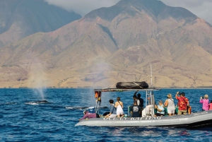 Maui: Geführte Walbeobachtungstour auf dem Ökofloß