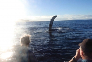 Maui: Passeio guiado para observação de baleias em uma jangada ecológica