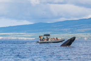 Maui: Obserwacja wielorybów z przewodnikiem na tratwie Eco Raft