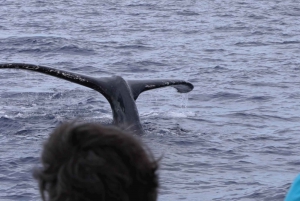Maui: Passeio guiado para observação de baleias em uma jangada ecológica