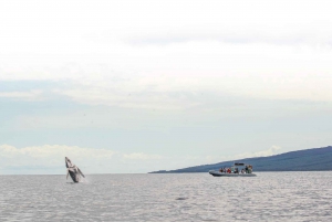 Maui: Guidet hvalsafari på øko-flåde