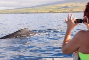 Maui: Guidet hvalsafari på øko-flåde