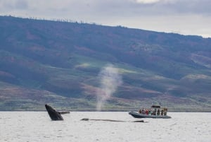 Maui: Guidet hvalsafari på øko-flåde