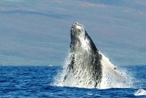 Maui: Guidet hvalsafari på øko-flåde