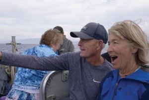 Maui: Guidet hvalsafari på øko-flåde