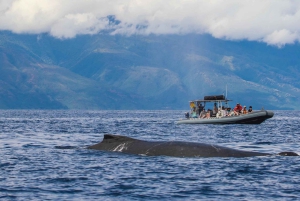 Maui: Guidet hvalsafari på øko-flåde
