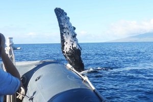 Maui: Guidet hvalsafari på øko-flåde