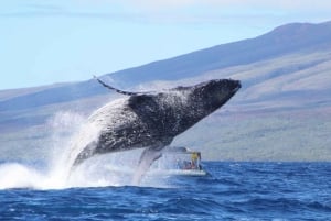 Maui: Guidet hvalsafari på øko-flåde