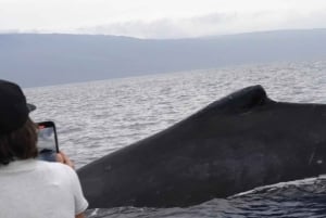 Maui: Guidet hvalsafari på øko-flåde