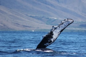 Maui: Guidet hvalsafari på øko-flåde