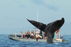 Maui: Guidet hvalsafari på øko-flåde