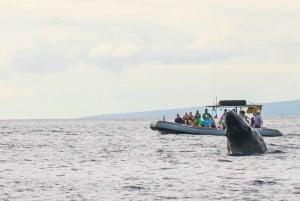 Maui: Guidet hvalsafari på øko-flåde