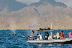 Maui: Guidet hvalsafari på øko-flåde
