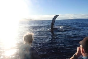 Maui: Guidet hvalsafari på øko-flåde