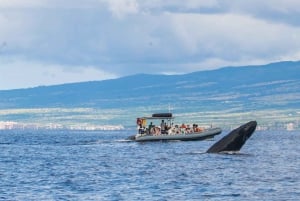 Maui: Guidet hvalsafari på øko-flåde