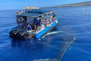 Maui: Guidet hvalsafari på øko-flåde