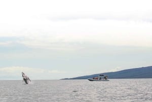 Maui: Guidet hvalsafari på øko-flåde