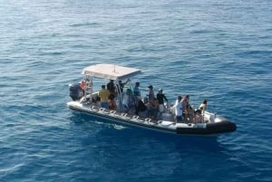 Maui: Guidet hvalsafari på øko-flåde