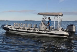 Maui: Guidet hvalsafari på øko-flåde