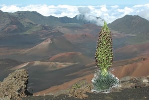 Maui: Tour al tramonto del Parco Nazionale di Haleakalā