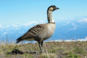 Maui: Haleakalā National Park Sunset Tour