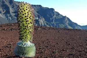 Maui: Haleakala Sunrise Tour with Pick-up