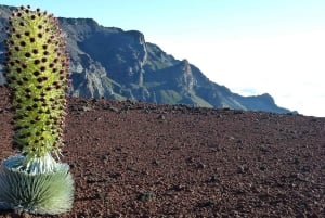 Maui: Haleakala Sunrise Tour ja nouto