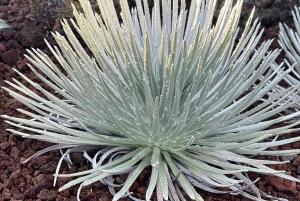 Maui: Haleakala-Sonnenuntergangstour mit Snacks und Fotos