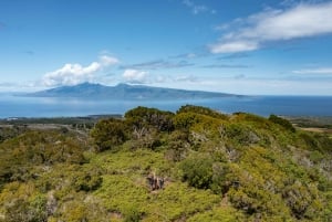 Maui: Honolua Ridgeline informatieve wandeling