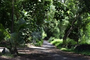 Maui: Dolina Iao, tropikalna plantacja i farma lawendy