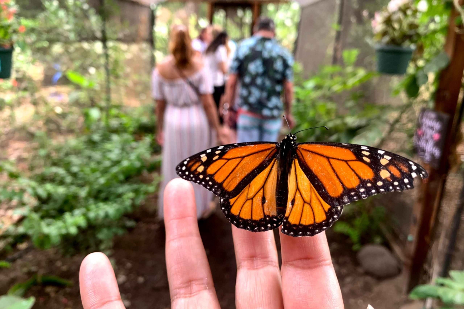 Maui: Interactive Butterfly Farm entrébillet