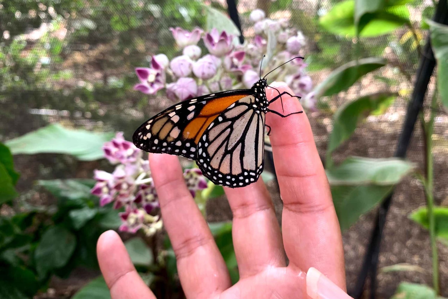 Maui: billet d'entrée interactif à la ferme aux papillons