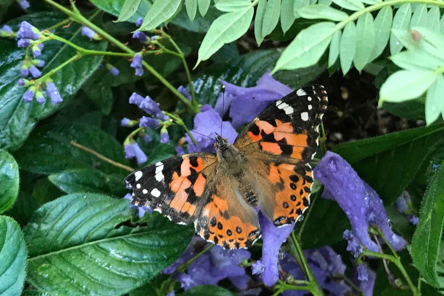 Maui: billet d'entrée interactif à la ferme aux papillons