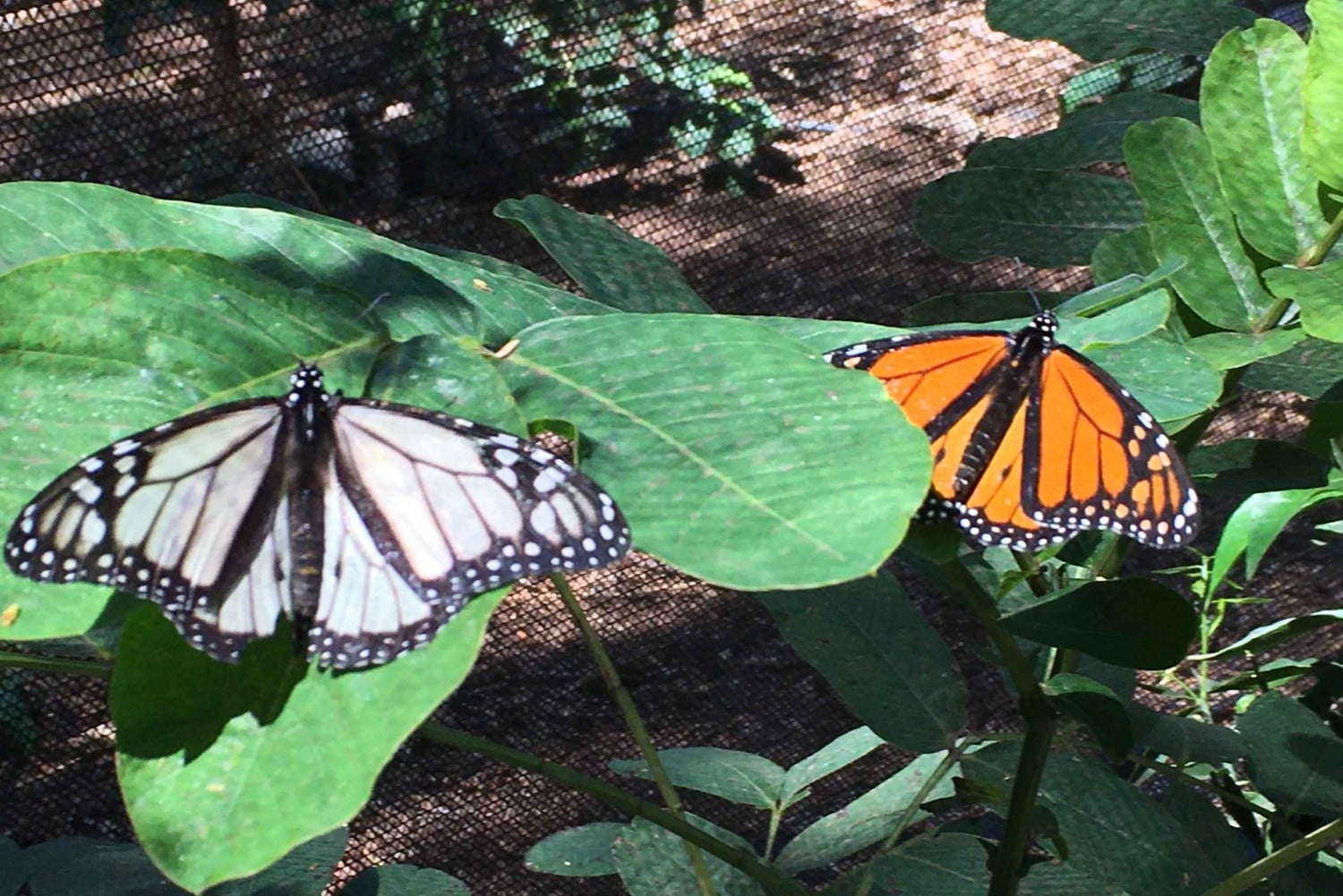Maui: billet d'entrée interactif à la ferme aux papillons