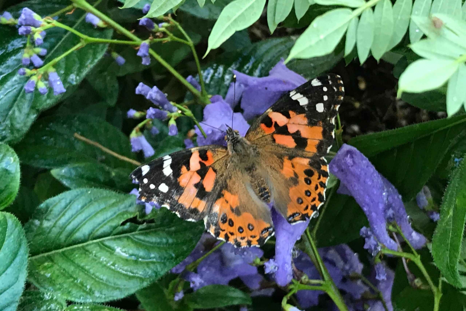Maui Interactive Butterfly Farm Entrance Ticket in Hawaii