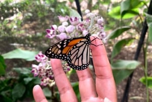 Maui: toegangsticket voor interactieve vlinderboerderij