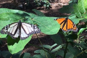 Maui: Interaktywny bilet wstępu na farmę motyli