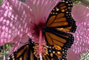Maui: entrada interactiva a la granja de mariposas
